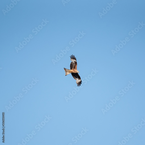 Beautiful image of Marsh Harrier Circus Aeruginosus bird of prey in flight hunting for food over wetlands landscape in Spring