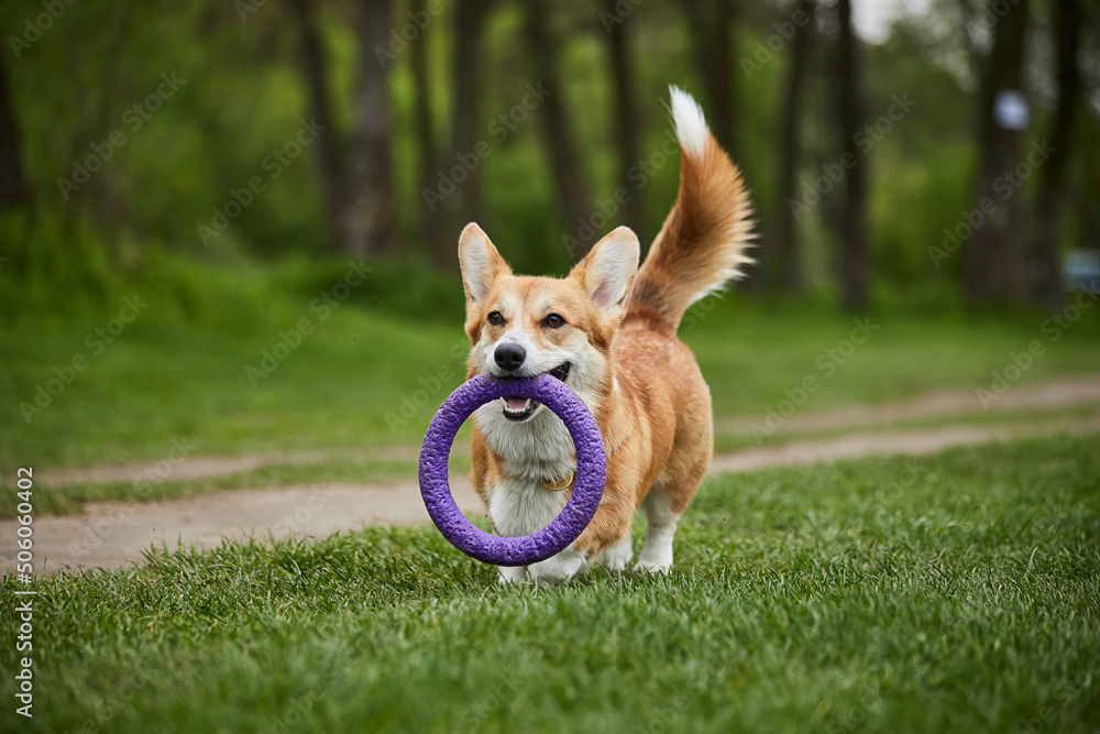 Happy Welsh Corgi Pembroke dog playing with puller in the spring park Happy Welsh Corgi Pembroke dog playing with puller in the spring park