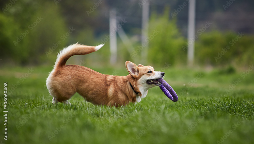 Happy Welsh Corgi Pembroke dog playing with puller in the spring park