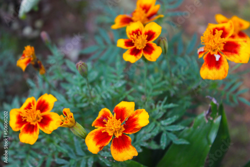 Beautiful Marigold Flowers in the Garden