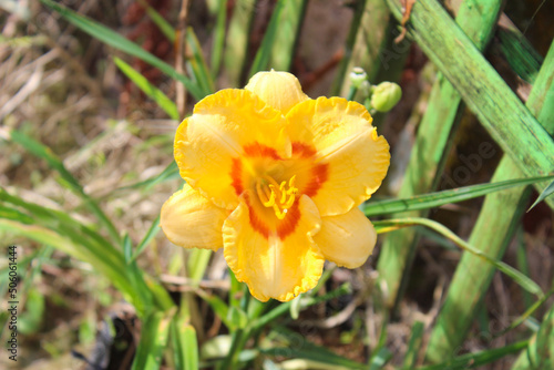 Orange Daylily Flower  Hemerocallis spp. . Top View Flower