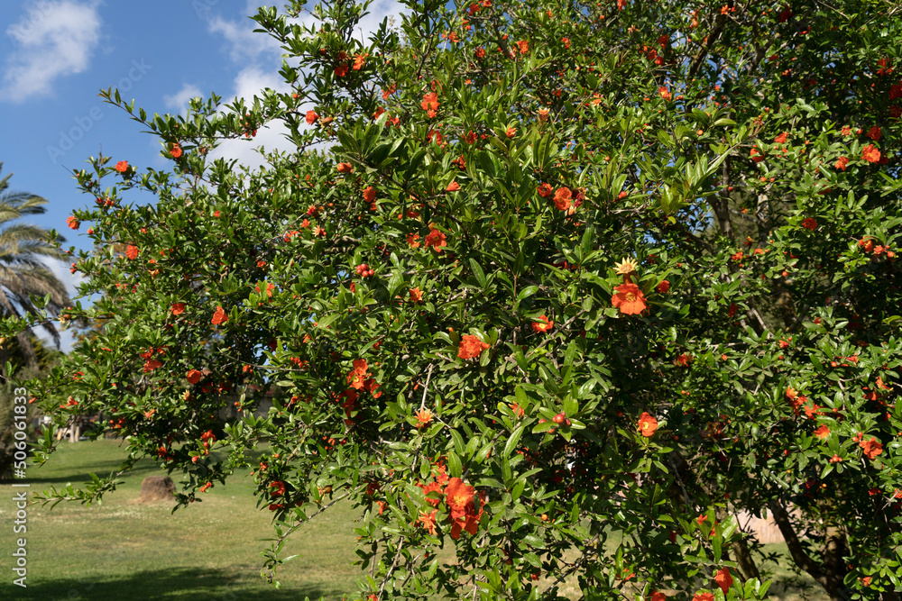 Pomegranate tree in orange blossom
