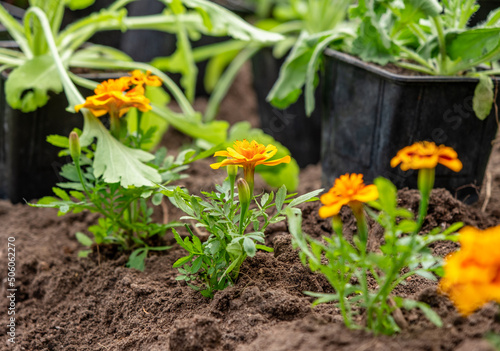 Flowers in pots, plants in trays for planting in the garden, plants in the garden planted in the ground