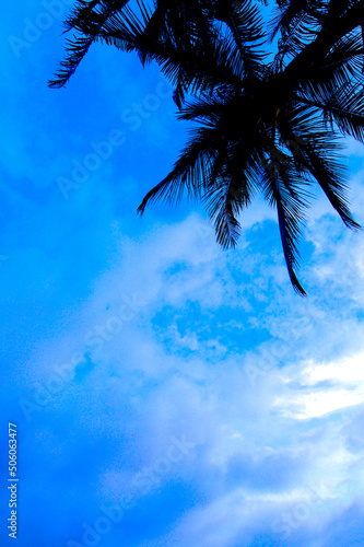 椰子の木をみるとリゾートに来たと癒されます〜