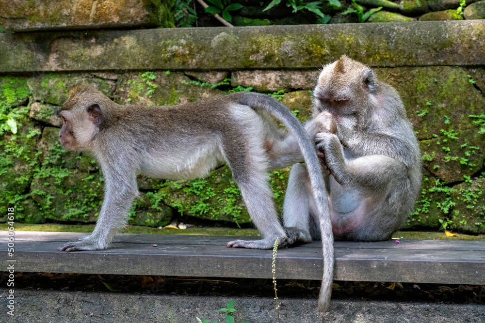 Crab-eating macaques (Macaca fascicularis lat.) at Monkey Forest in Ubud. Bali, Indonesia.