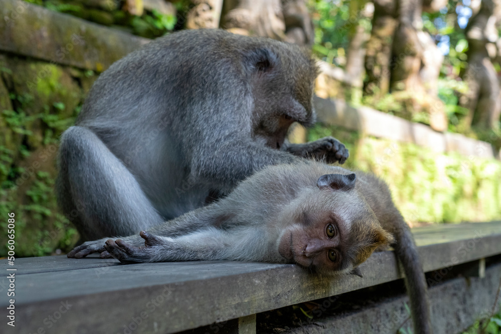 Crab-eating macaques (Macaca fascicularis lat.) at Monkey Forest in Ubud. Bali, Indonesia.