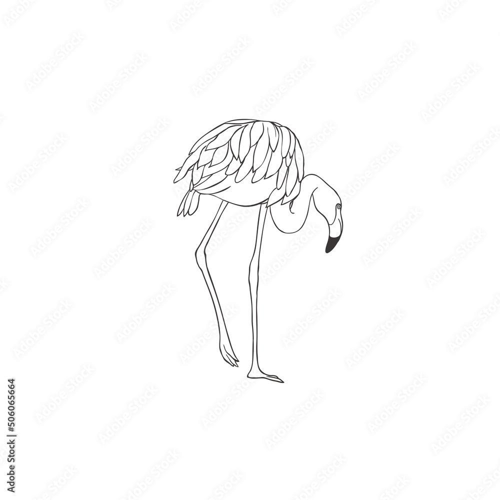 Flamingo on white background. Vector. Flamingo on white background. Vector.