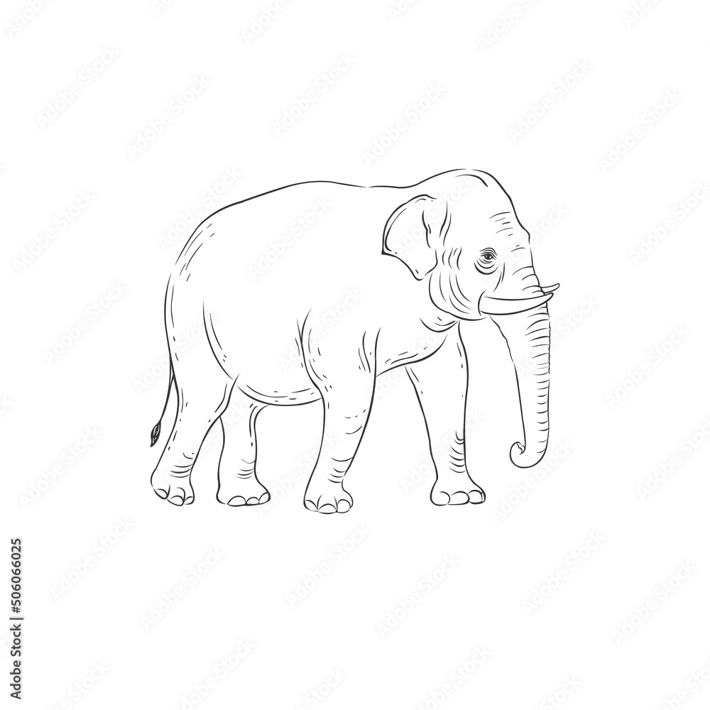 Line Art Elephant on white background. Vector .