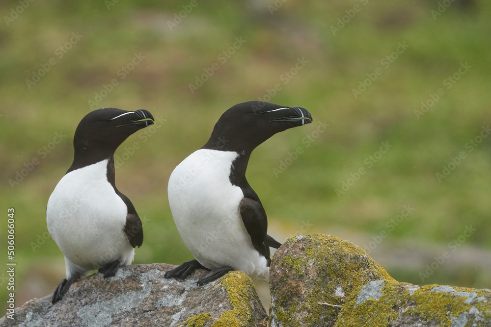 Obraz premium Pair of Razorbill (Alca torda) on a cliff on Great Saltee Island off the coast of Ireland.