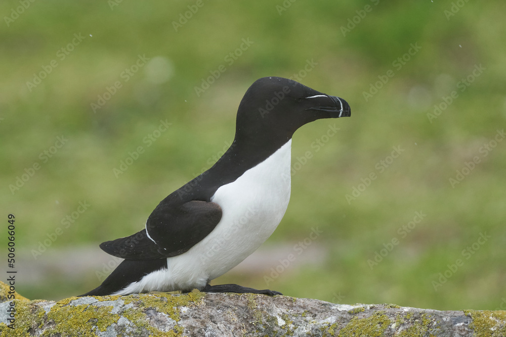 Fototapeta premium Razorbill (Alca torda) on a cliff on Great Saltee Island off the coast of Ireland.