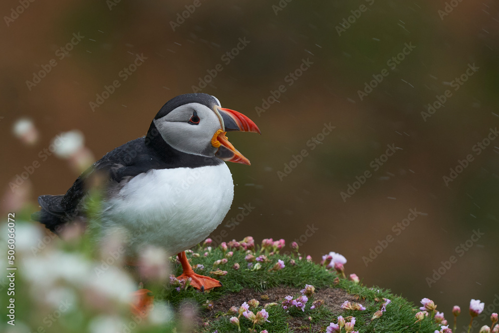 Atlantic puffin (Fratercula arctica) calling amongst spring flowers on a cliff on Great Saltee Island off the coast of Ireland. Atlantic puffin (Fratercula arctica) calling amongst spring flowers on a cliff on Great Saltee Island off the coast of Ireland.