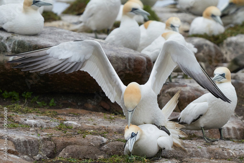 Gannets (Morus bassanus) courting on Great Saltee Island off the coast of Ireland.