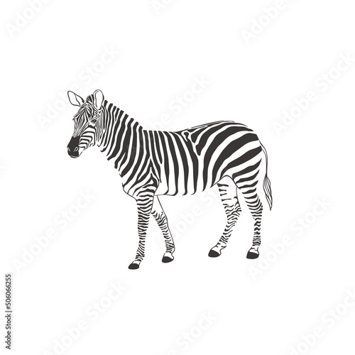 Zebra on white background. Vector .