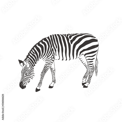 Zebra on white background. Vector .