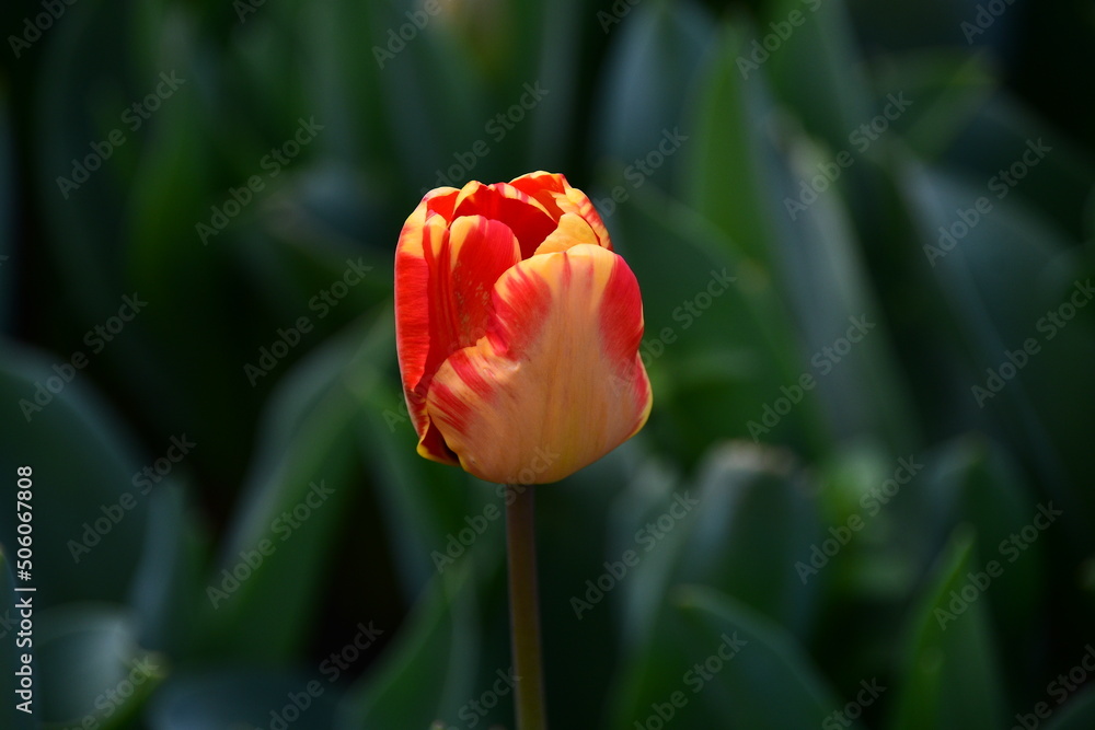 Tulip flower lat. Tulip. Tulip white-pink, flower close-up.