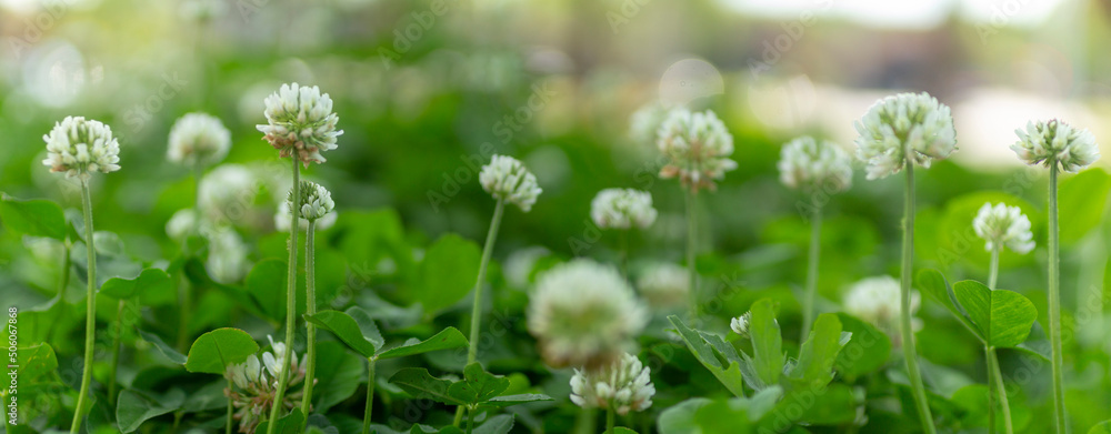 white clover flowers on green color bokeh background white clover flowers on green color bokeh background