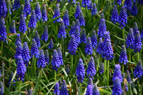 Close-up. Mouse hyacinth, or Muscari lat. Muscari. Beautiful dark blue flowers in a flower bed.