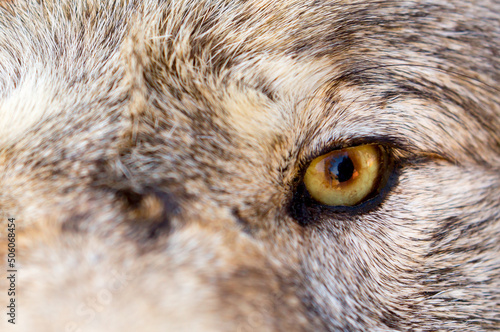 Eyes wolf close up. Look predator.