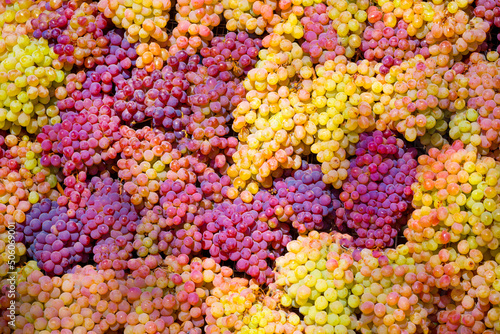A bunch of grapes close up. Vineyards of Italy grape and winery on a sunny day. Harvesting for Italian winemaking. Grape juice and wine. © Vera