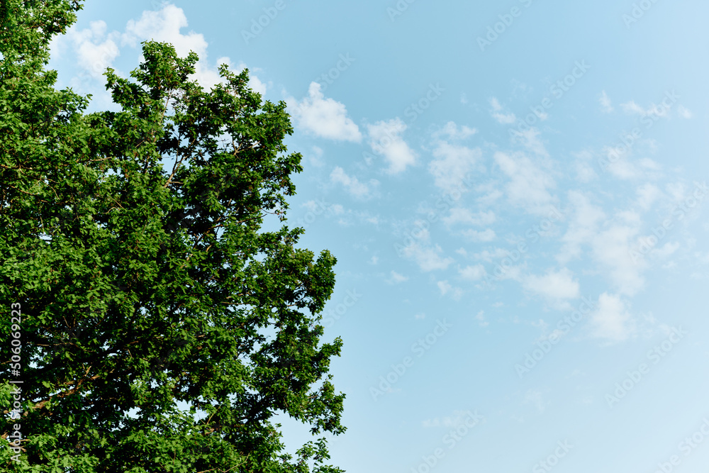Spring blooms of nature, green young leaves of a tree against a blue sunny sky Spring blooms of nature, green young leaves of a tree against a blue sunny sky