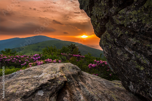 Vibrant Sunset Behind Jane Bald Rhododendron photo