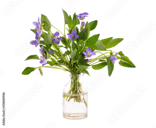 Viola reichenbachiana (early dog-violet or pale wood violet) in a glass vessel on a white background