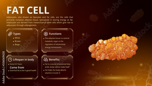 Structure, Function and Types of Fat Cell- Vector Image Design photo