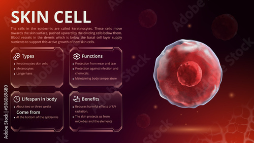 Structure, Function and Types of Skin Cell -Vector Image Design