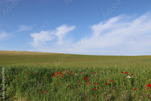 Alg  mitas  Spain. 26-04-2022. A bliss kind of wallpaper for Windows  with poppy flowers