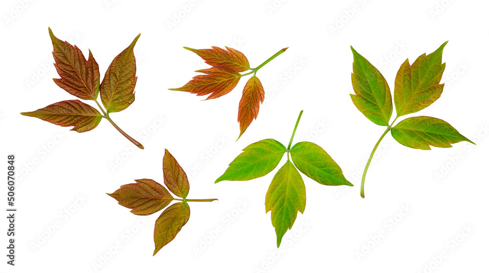 Fototapeta premium Maple leaves isolated on a white background, top view