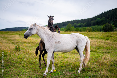 Fototapeta Naklejka Na Ścianę i Meble -  Mother and her foal