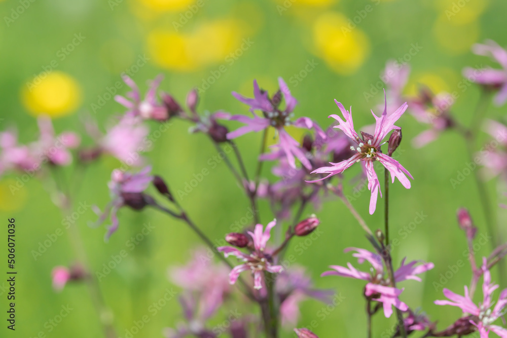 Closeup of ragged-robin blossoms (Silene flos-cuculi). Closeup of ragged-robin blossoms (Silene flos-cuculi).