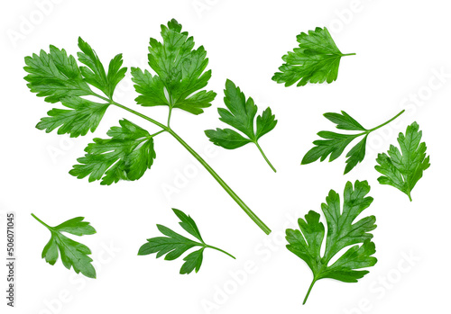 Parsley green leaves isolated on a white background, top view