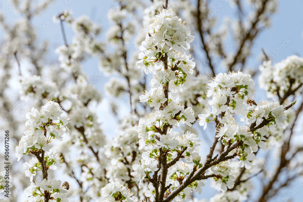 Beautiful spring background. Spring flowering of fruit trees. Photo of beautiful white flowers on a tree in early spring against a blue sky background. Selective focus.