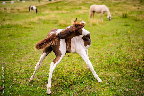 foal and her tail