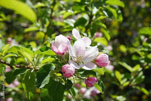 Apple tree blooming with flowers. Blossoming apple orchard in spring, close-up.