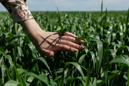 close up photo of woman touching green grass growing in field during clear sunny weather photo