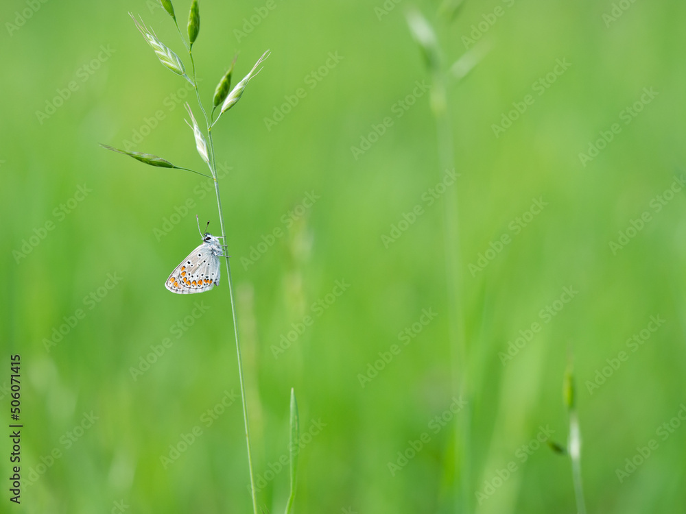 Obraz premium Brown argus (Aricia agestis) butterfly resting on a blade of grass