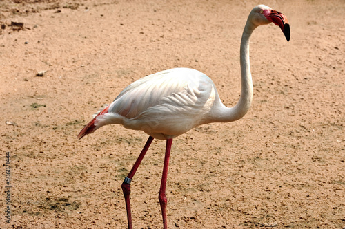  The pink flamingo birds in the zoo