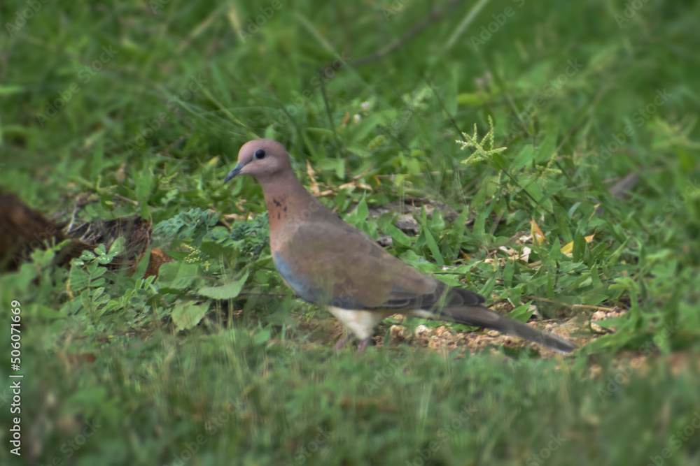 pigeon on grass pigeon on grass