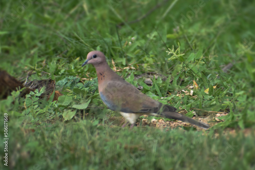 pigeon on grass © Mohan