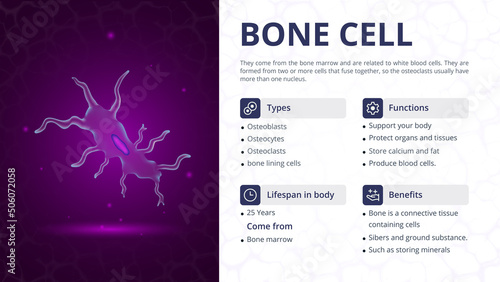 Structure, Function and Types of Bone Cell -Vector Image Design