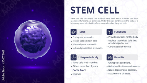 Structure, Function and Types of Stem Cell- Vector Image Design