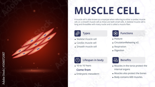 Structure, Function and Types of Muscle Cell -Vector Image Design