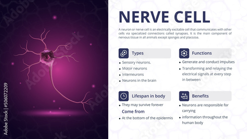 Structure, Function and Types of Nerve Cell -Vector Image Design