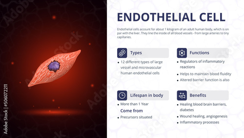 Structure, Function and Types of Endothelial Cell -Vector Image Design photo