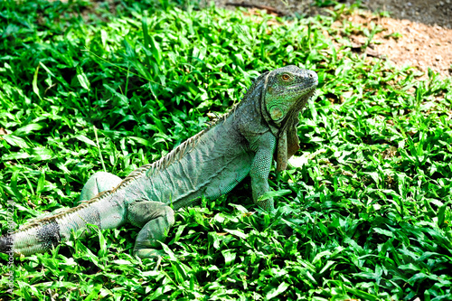  Green iguana) on a tree in the tropical rainforest of Thailand. 