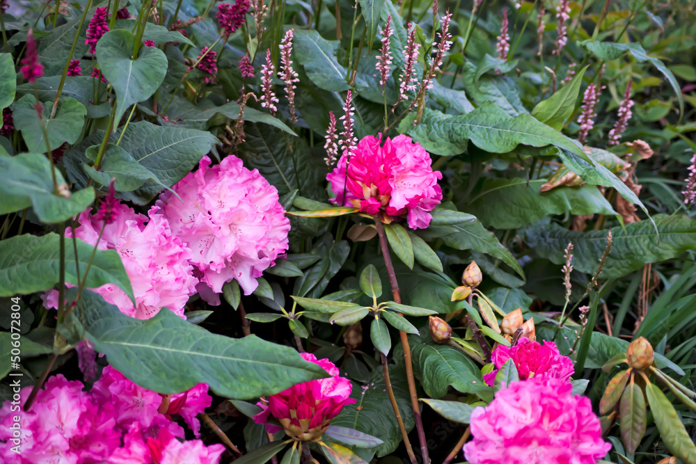 Jardín con rododendro con vellón de montaña Jardín con rododendro con vellón de montaña