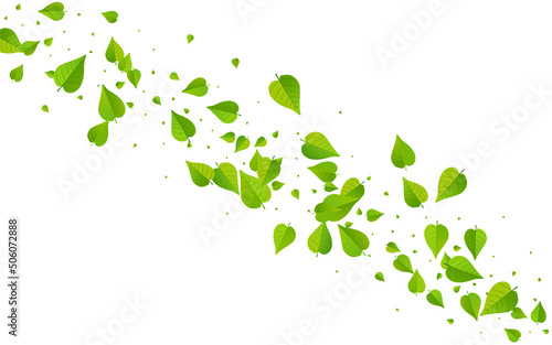 Lime Leaf Fly Vector White Background