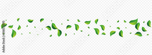 Forest Leaves Wind Vector Panoramic Transparent